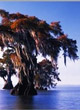 Heye Puzzle Panoramique 1000 Pièces : Bald Cypresses - ref.6324